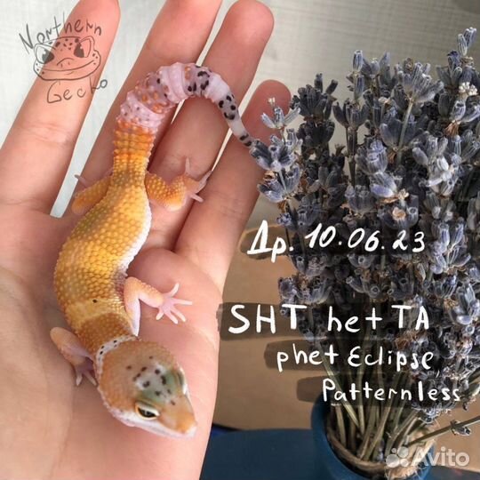 Эублефар леопардовый геккон