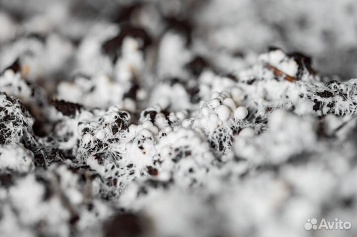 Компост для шампиньонов