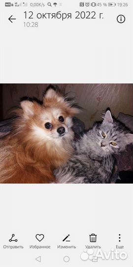 Отдам в добрые ответственные руки