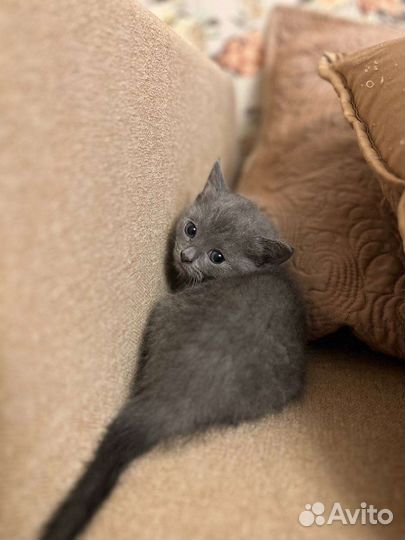 Котята британской кошки в дар