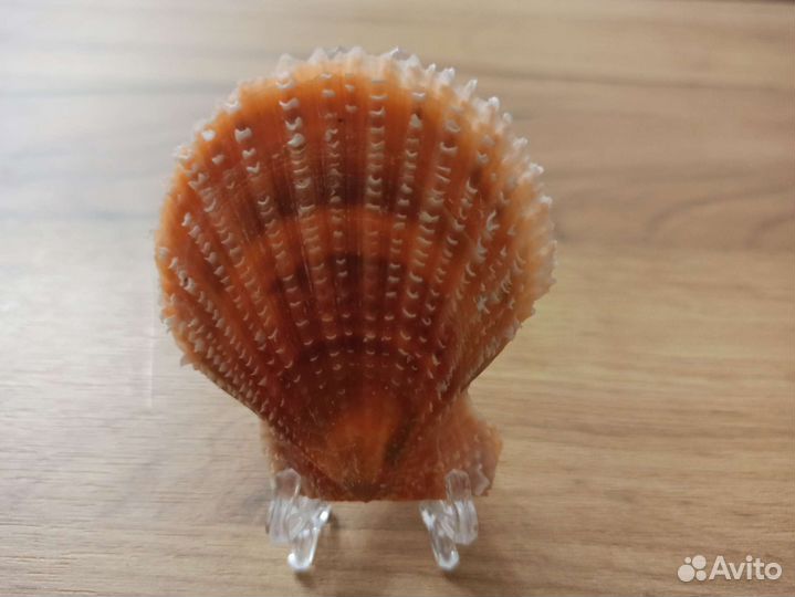 Морская раковина