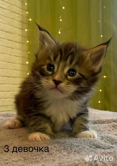 Котята майкун