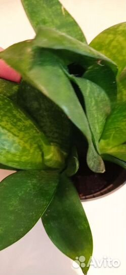 Сансевиерия низкорослая