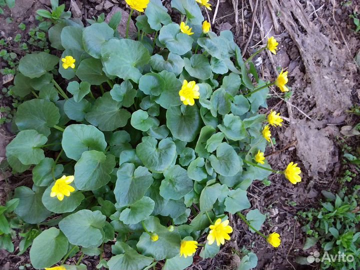 Болотное растение