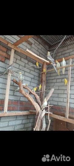 Попугай корелла