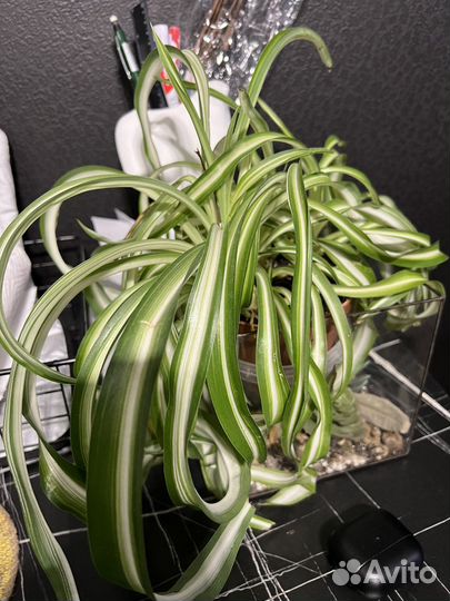 Хлорофитум кудрявый