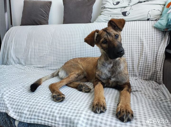 Домашний песик 9 месяцев