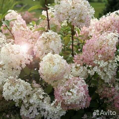 Гортензия саженцы