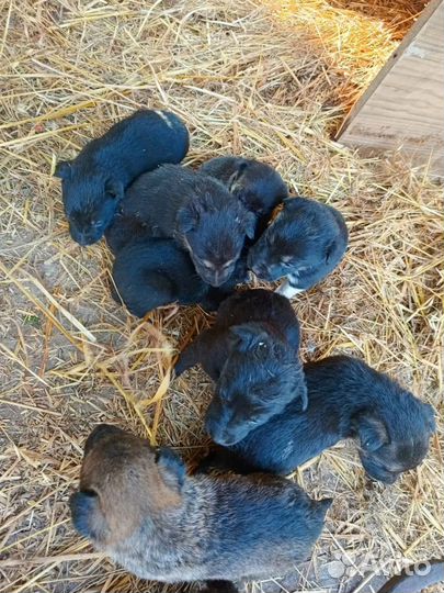 Щенки в добрые руки