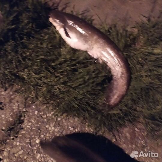 Черви выползки