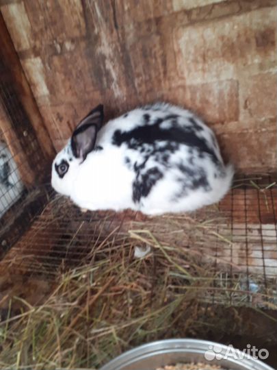 Кролики.бабочка. шиншилла