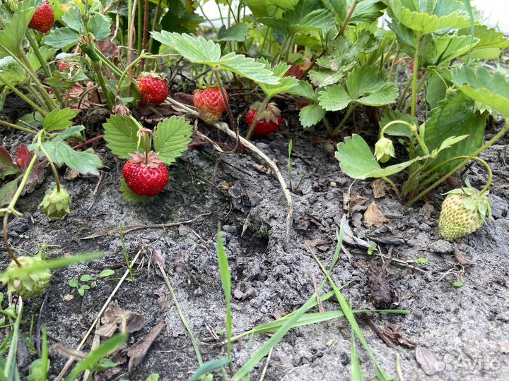 Саженцы клубники Фестивальная- время пересаживать