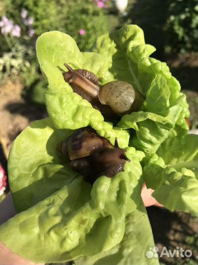 Улитята ахатины