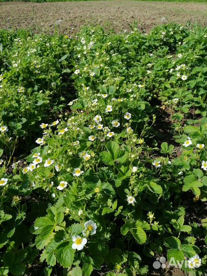 Кустики саженцы ремонтан.клубники малины рассада