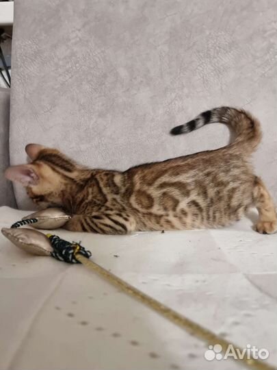 Бенгальская