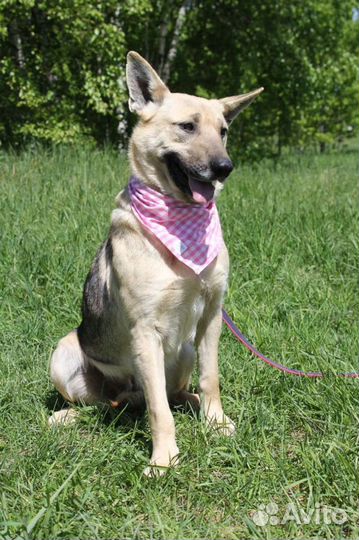 Собака из приюта