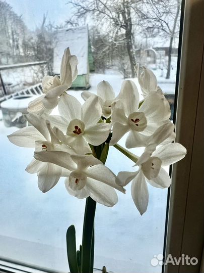 Нарциссы в вазе