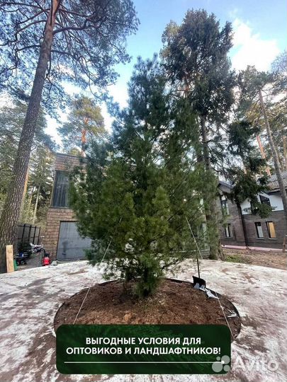 Сосна Веймутова, крупномер