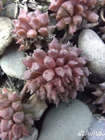 Молодило и седумы сортовые