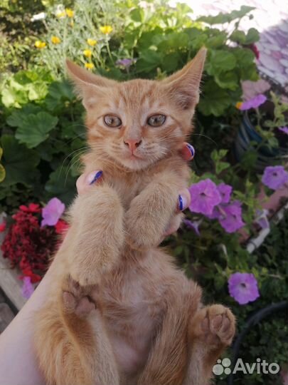 Котенок в добрые руки