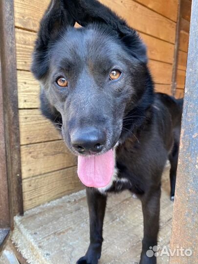 Метис лайки