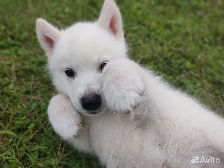 Продаются щенки