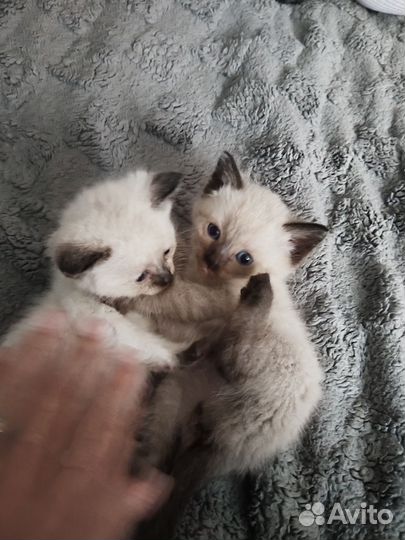 Котята сиамские, мальчик и девочка