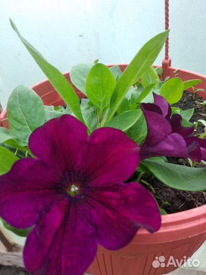 Рассада огурцов