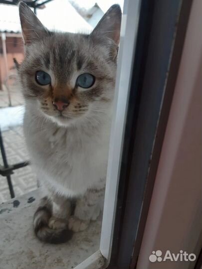Кошачье семейство