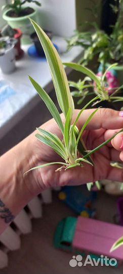 Хлорофитум