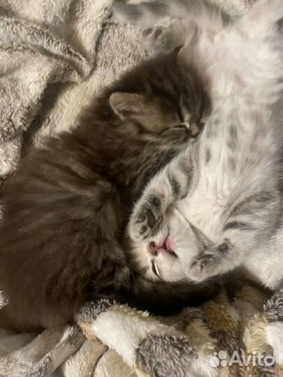 Шотландский котенок