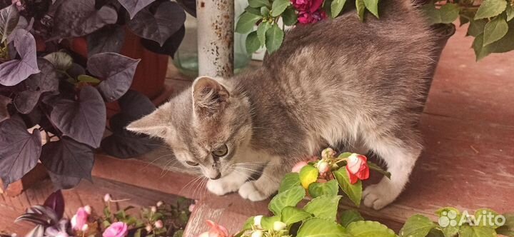 Котенок мальчик бесплатно