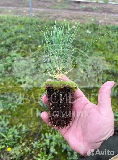 Лиственница Сибирская с зкс сеянцы