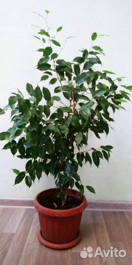 Фикус бенджамина