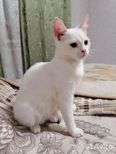 Котята в добрые руки бесплатно