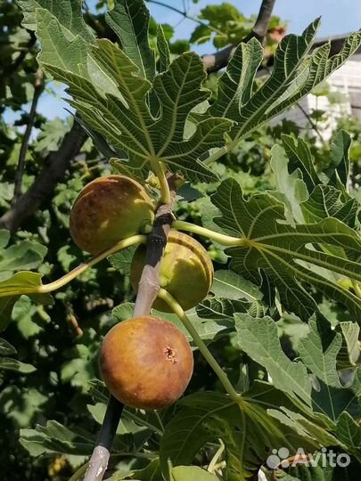 Экзотические плодовые растения