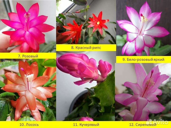 Декабристы