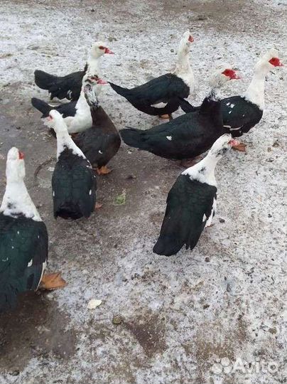 Индоутки, гуси