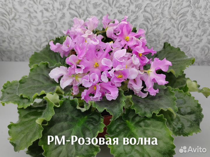 Фиалки свежий срез (наборы)