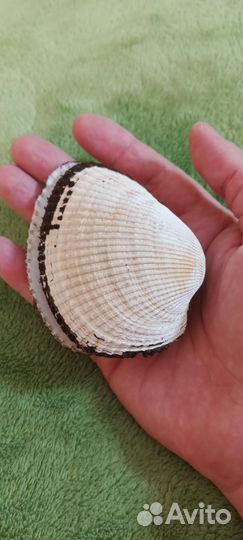 Ракушка моллюска Анадара