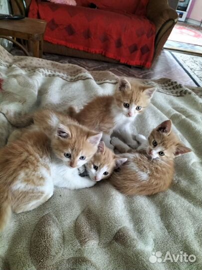 Котята в добрые руки
