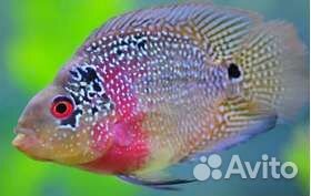 Попугай жемчужный 3-4 см Аквариумные рыбки