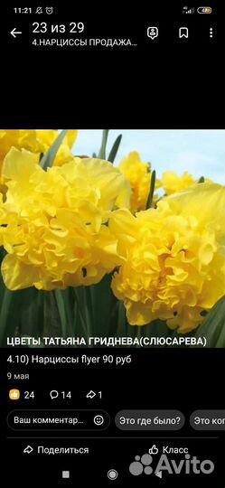 Продам луковицы цветов