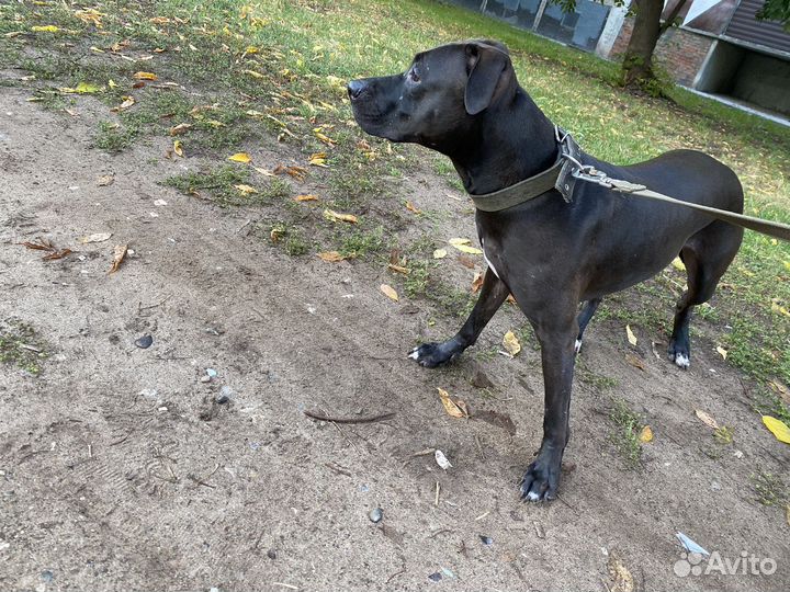 Собака питбультерьер