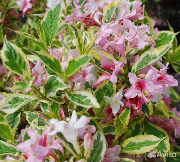 Саженцы вейгелы пестролистной (Weigela variegata)