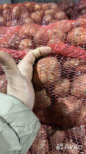 Картофель среднего размера