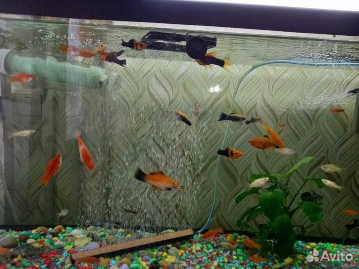 Аквариумные рыбки