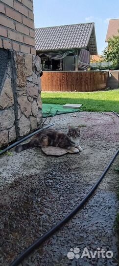 Котята от крысоловов