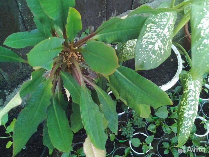 Комнатные растения цветы много разные