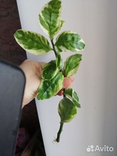 Педилантус